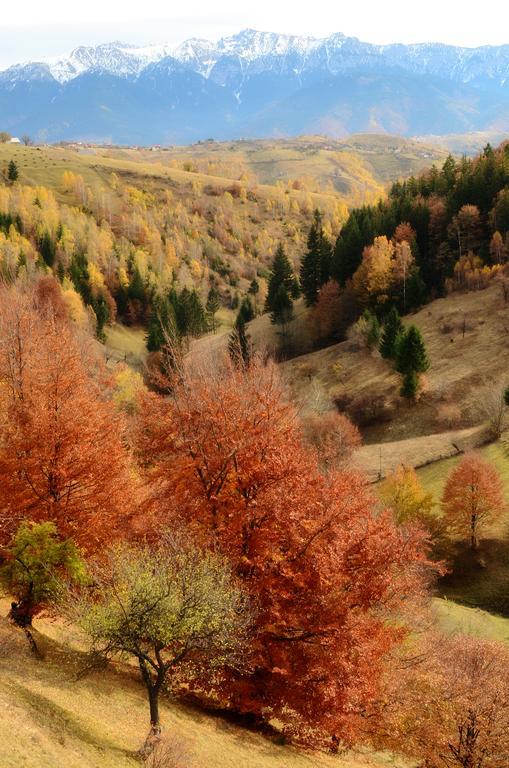 Samedru Hotel Măgura Buitenkant foto