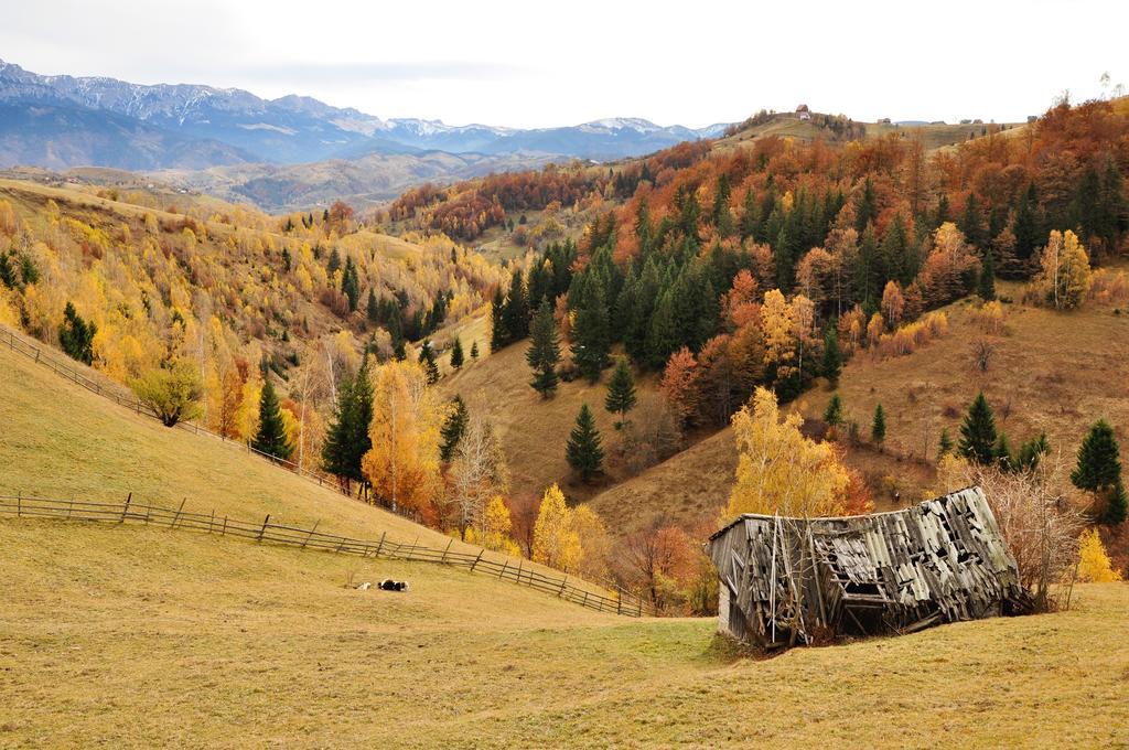 Samedru Hotel Măgura Buitenkant foto